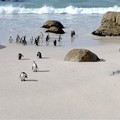 南非《開普敦》-世界第一療癒,萌到不行的企鵝沙灘【世界文化遺産】 博爾德斯海灘Boulders Beach - 1