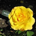 美國加州《柏克萊》-羅斯福的新政和玫瑰花Berkeley Rose Garden (植物篇) - 2