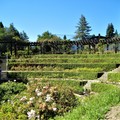 美國加州《柏克萊》-羅斯福的新政和玫瑰花Berkeley Rose Garden (環境篇) - 1