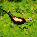 攝於2018年6月5日 嘉義荷苞嶼生態園區
水雉又稱凌波仙子 是保育類野生動物