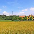 2017年7月15日 桃園大溪田野風光