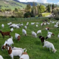 Goats gather when spring arrives