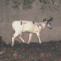 Piebald Deer 2012Nov3