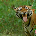smile Tiger
