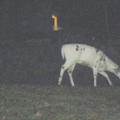 deer 2012