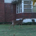 Deer 2012 Nov