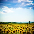 法国朗格多克的向日葵。
开满向日葵的小镇：温暖，充满阳光和希望
