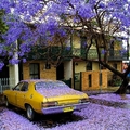 澳大利亚悉尼蓝花楹雨。