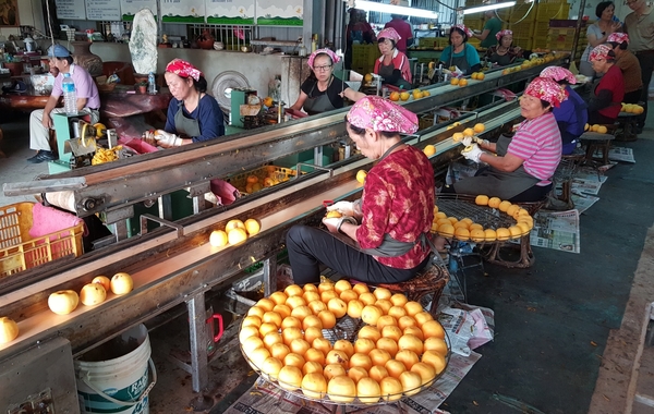 員工在柿餅加工站內忙著幫柿子去蒂頭、削皮，供應日曬或烘乾柿果之用。記者胡蓬生／攝影