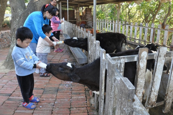 四方鮮乳牧場有餵小牛體驗。記者張裕珍／攝影