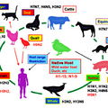 動物之間交互傳染 又傳染給人的流感病毒