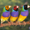 雀類頭部色彩差異決定了它們的個性 - 2