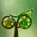 螳螂騎腳踏車