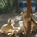 英女揭錄南非打工照顧小獅騙局 - 3