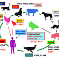 H7N9 禽流感疫情擴散太快 - 2