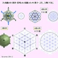 生命之花的神聖幾何蘊藏宇宙生命運作的祕密 - 9