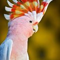 美麗的澳洲米契爾少校鳳頭鸚鵡 - 1