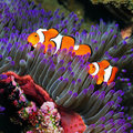 珊瑚群與熱帶魚 - 1