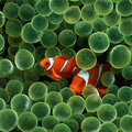 珊瑚群與熱帶魚 - 2