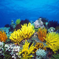 珊瑚生態的遞變 - 2