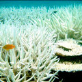 珊瑚生態的遞變 - 3