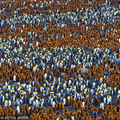 50 萬隻國王企鵝排出Ｚ字型 - 1