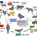 由動物之間交互傳染變異以至於傳染給人的流感病毒 - 1