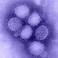 由動物之間交互傳染變異以至於傳染給人的流感病毒 - 2