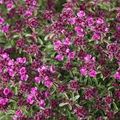 19 Red Creeping Thyme (White Out Rose companion, ground cover)