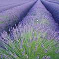 Lavender field-2