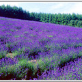 Lavender field-1