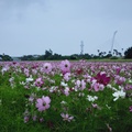 關渡秘境花海