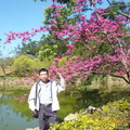 角板山--櫻花