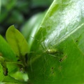 綠鱗長腳蛛 