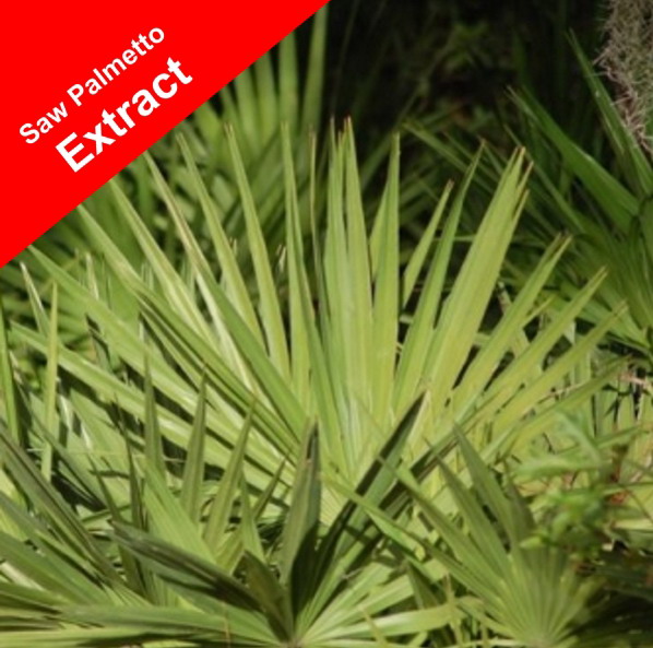 植物與治療掉髮 -Saw Palmetto 鋸棕櫚 植物與治療掉髮 -Saw Palmetto 鋸棕櫚