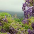 淡水紫藤櫻花