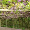 淡水紫藤櫻花