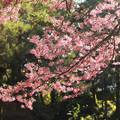 2017阿里山櫻花季