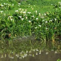 竹子湖