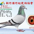 20170119 2016-576927新竹竹虹鴿會105年冬季北海六關綜合25位鴿照 - 1