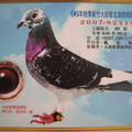 2007-82418新竹大尉營秋季綜合29位鴿照