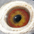 2008-539321班母鴿眼
