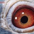 2001-350513海王號鴿眼