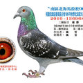 2010-136968金鳳號鴿照