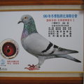 2010-182821新竹點將冬季綜合69位鴿照 - 1