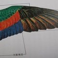 20150207鴿子羽毛及整體架構認識介紹 - 3
