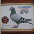 2011-103634新竹點將春季綜合7位鴿照青龍號