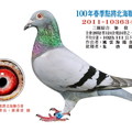 2011-103634新竹點將春季綜合7位青龍號鴿照 - 1