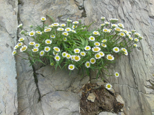 在高山岩壁長出的小花。2010暑假
