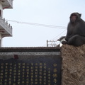 一年前寺廟調查(論文用)，巧遇獼猴。